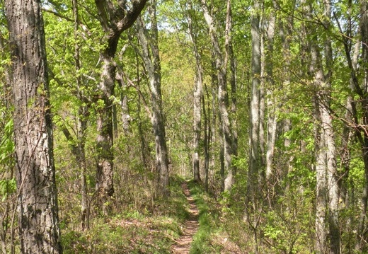 Lakeview Trail